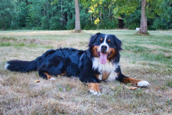 Laziest dog breeds Bernese Mountain Dog