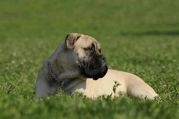 Laziest dog breeds Bullmastiff