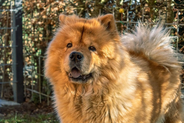 Laziest dog breeds Chow Chow