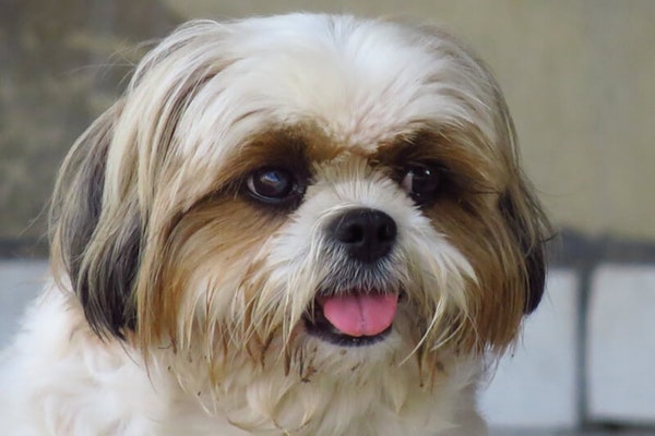 Laziest dog breeds Shih Tzu