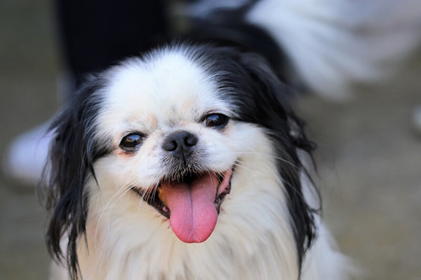 Laziest dog breeds Japanese Chin