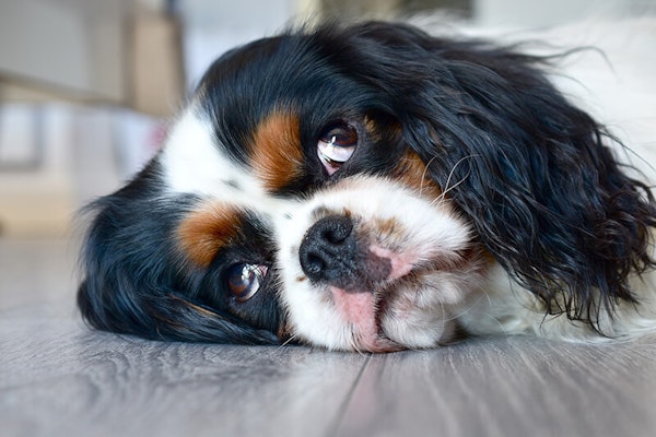 Laziest dog breeds Cavalier King Charles Spaniel