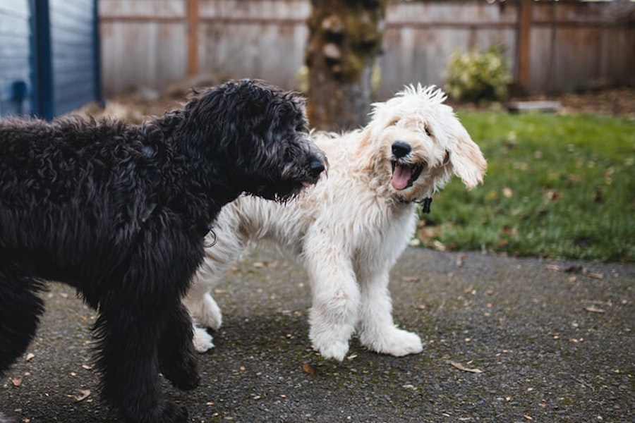 Why do dogs sniff each other's butts?