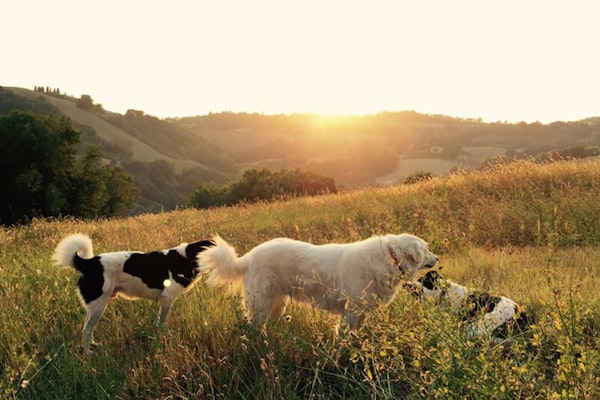 Why do dogs sniff butts?