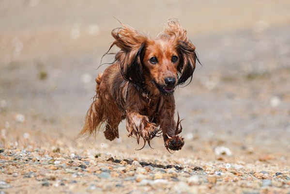 do dogs outgrow zoomies