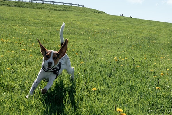 do dogs outgrow zoomies