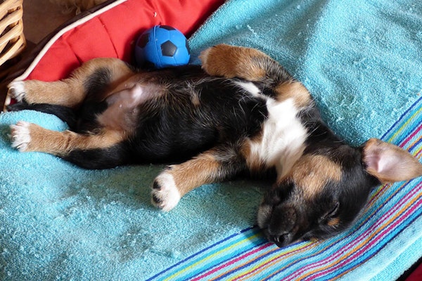 Sleeping position dog