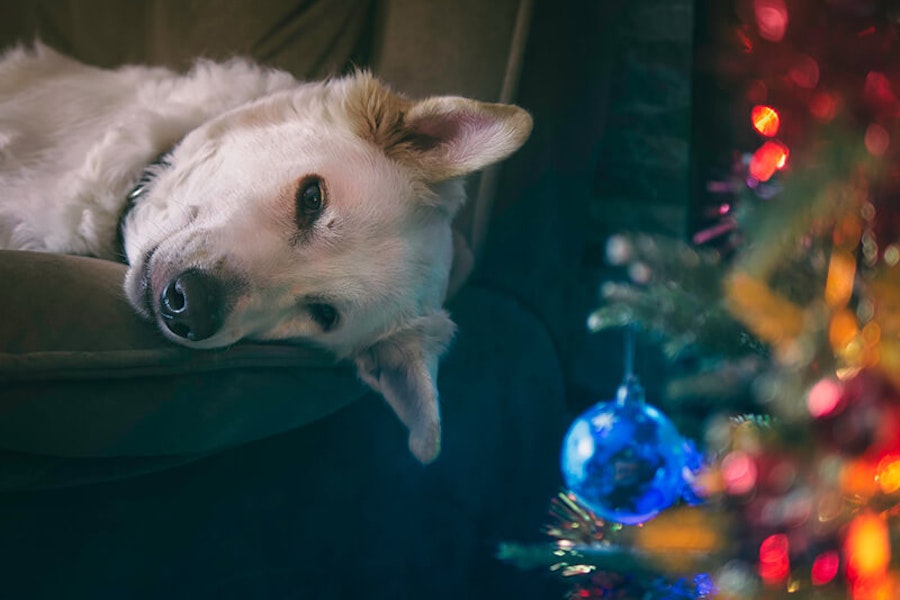 Keeping dog safe and stress-free at Christmas