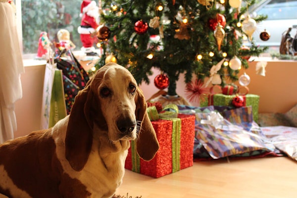 Dog safety at Christmas