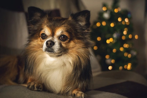 Helping dog stay safe at Christmas