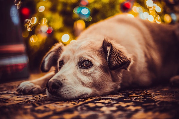 Keeping your dog relaxed at Christmas