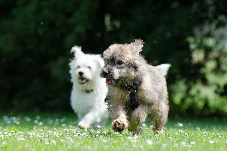 Toy dog breeds