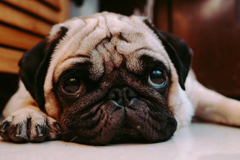 What Is Considered A Toy Dog