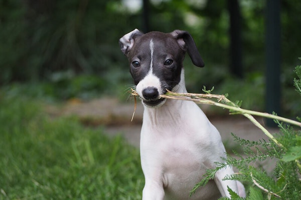 Toy dog breeds Italian Greyhound