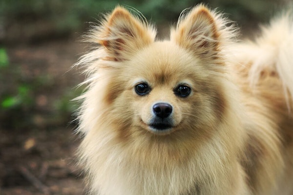 Toy dog breeds Pomeranian 