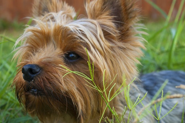 Toy dog breeds Yorkshire Terrier