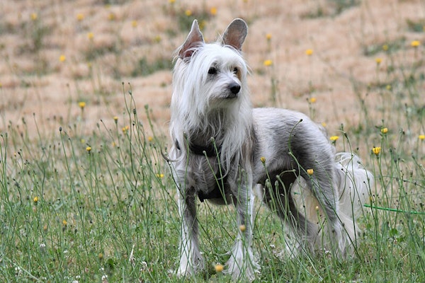 Toy dog breeds Chinese Crested