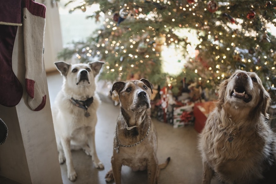 What Christmas foods can dogs eat