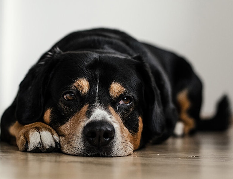 Stay-At-Home Boredom Busters for Dogs