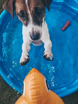 Dollar Tree DIY - Boredom Buster Busy Dog Box