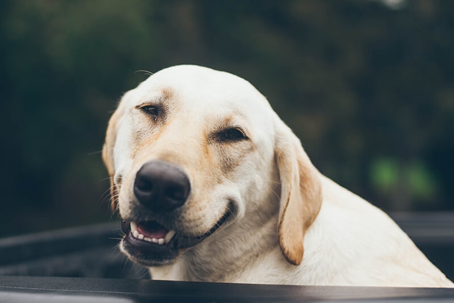 Why do dogs sigh?