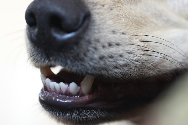 How to clean a dog's teeth