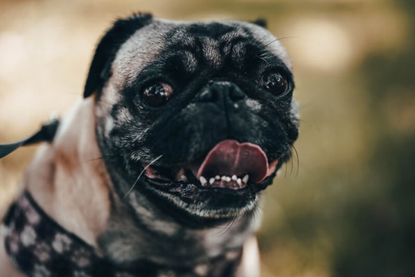 How to brush your dog's teeth