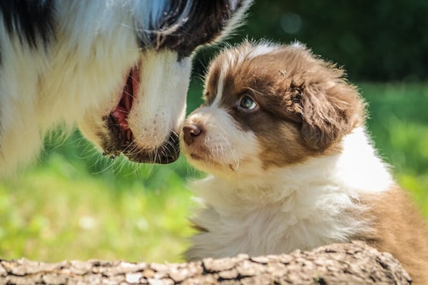 Introducing a puppy to your dog