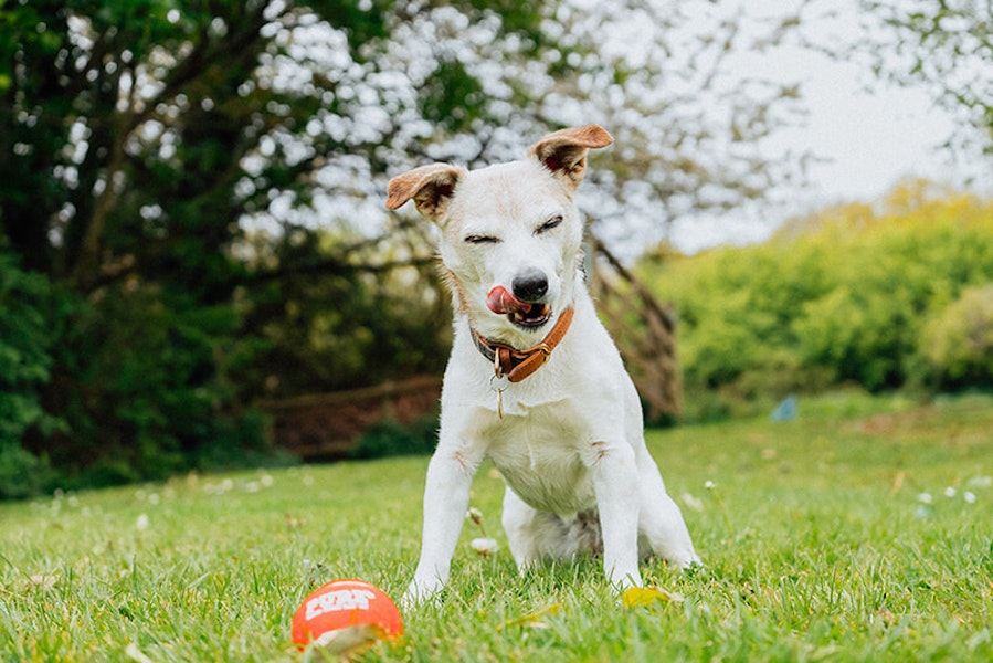 Why is my dog sneezing?
