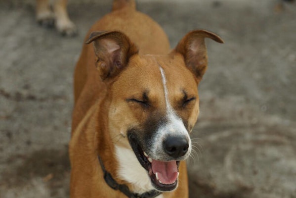 do dogs sneeze when they are happy