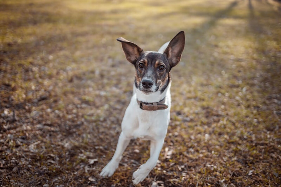 How to teach your dog recall