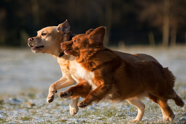 Recall training your dog