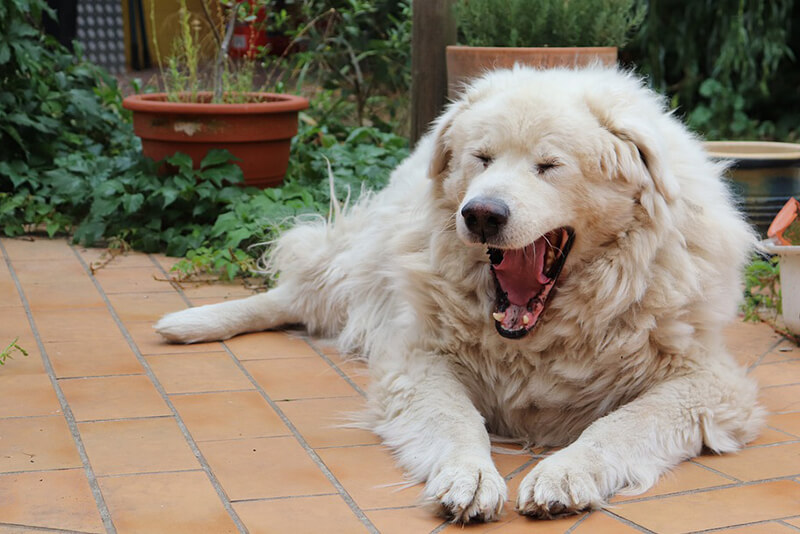 Why do dogs sigh?