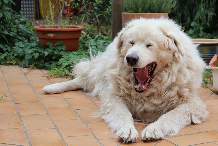 Why do dogs sigh?