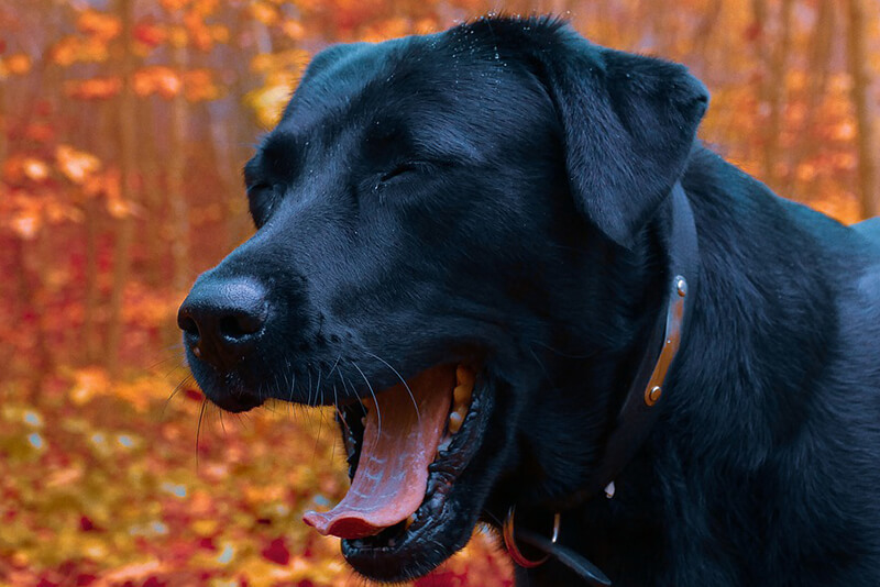 Why Do Dogs Yawn All The Time