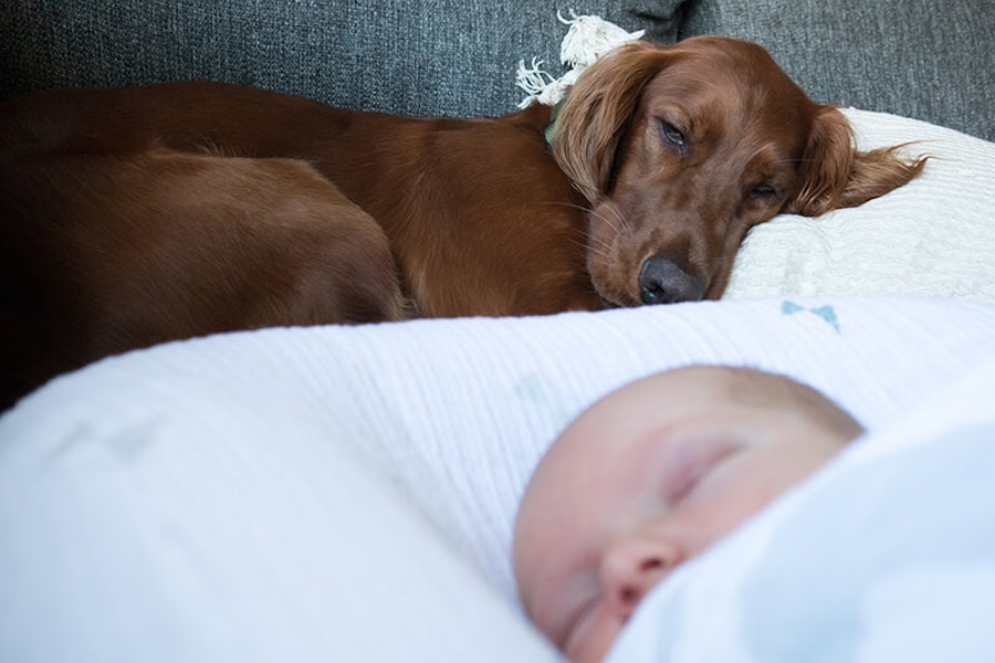Introducing your dog to your baby