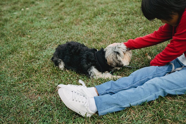 Introducing child to your dog