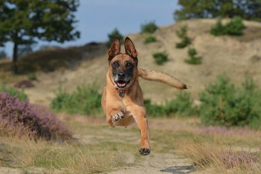 How much should I be exercising my dog