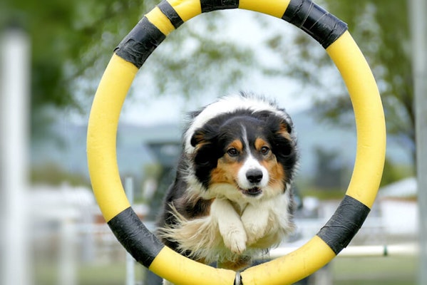 Ways to exercise your dog