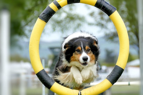 How Much Exercise Does a Dog Need Every Day?