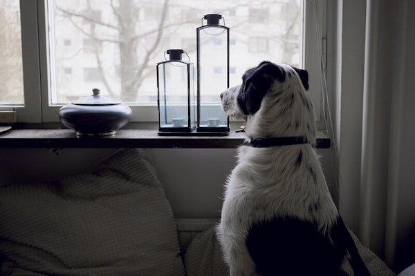 Solving your dog's separation anxiety