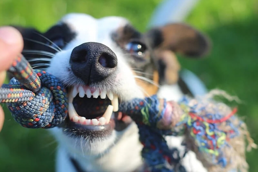 How many teeth do dogs have?