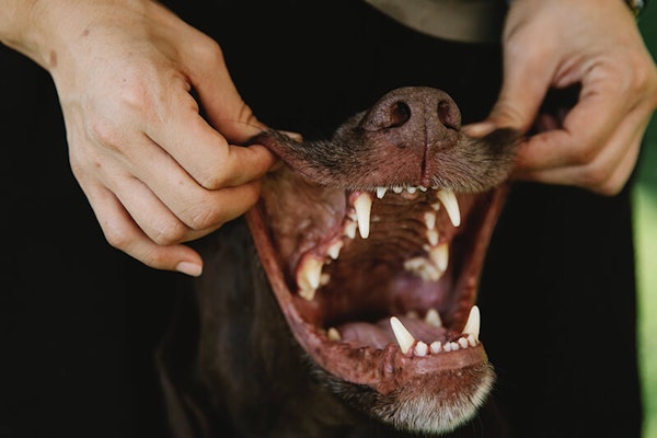 How many teeth do dogs have?