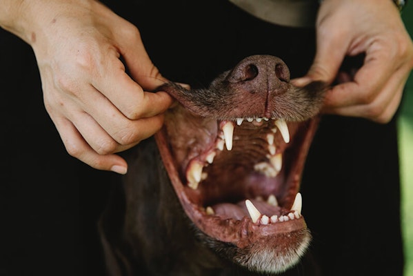 do dogs eat their puppy teeth