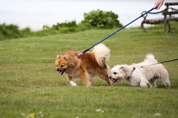 How to stop dog pulling on the lead