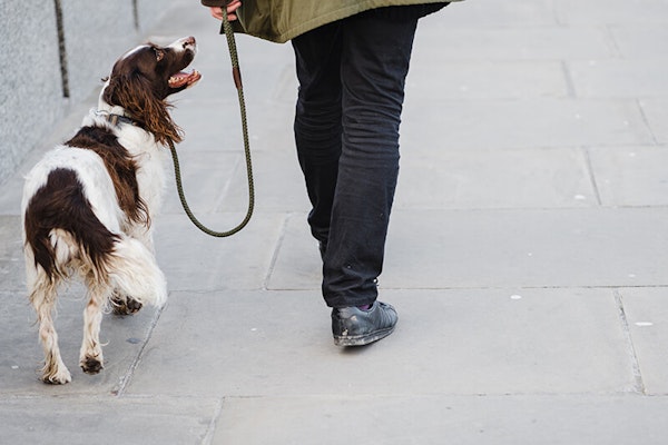 Training your dog to walk on the lead