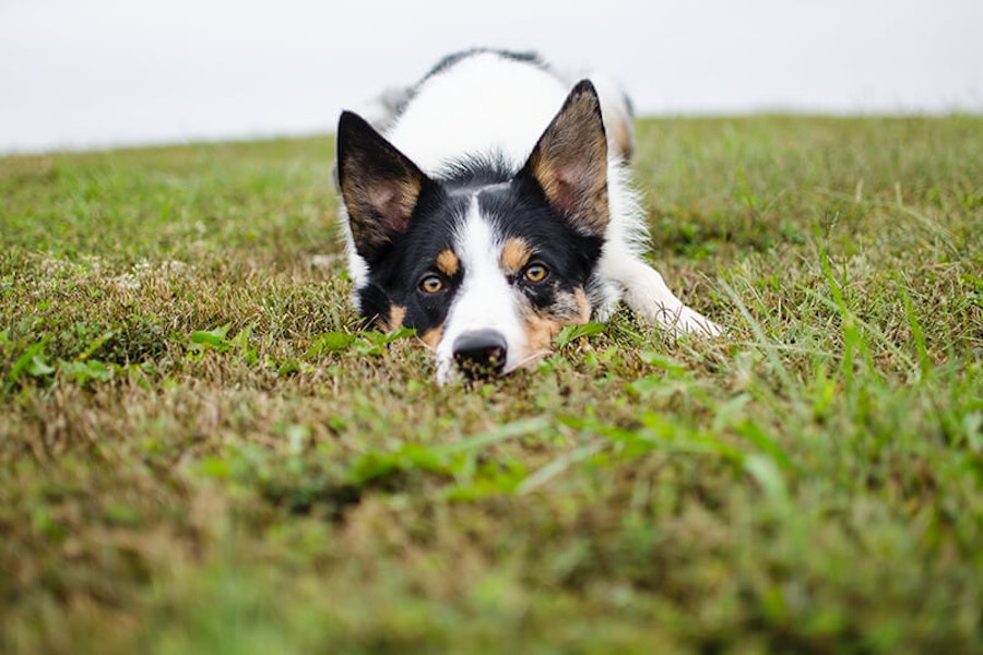 Why do dogs eat poo?