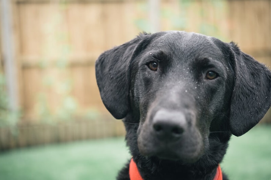 Why does my dog stare at me?