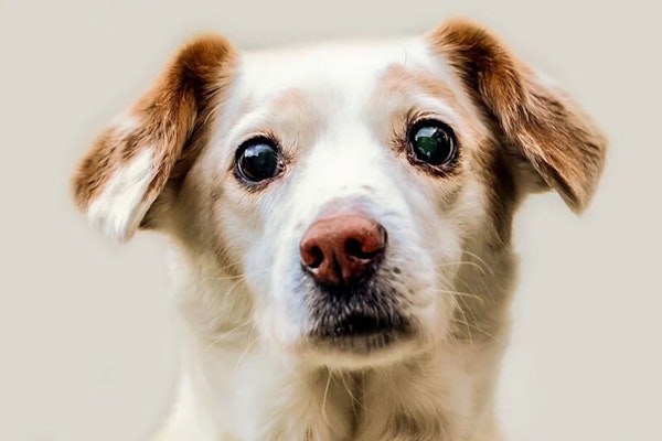 Why is my dog staring?