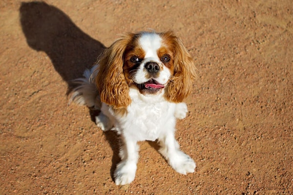 Family dog breeds Cavalier King Charles Spaniel